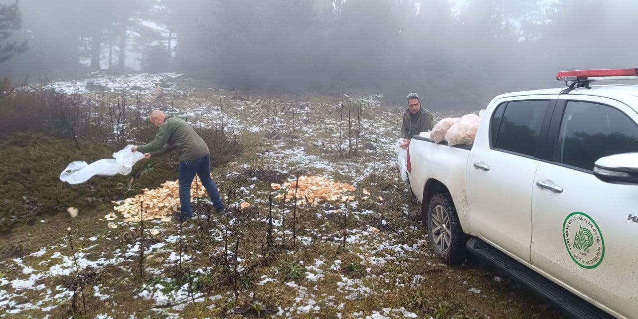 Spil Dağı'nda yaban hayvanlarına yemleme yapıldı