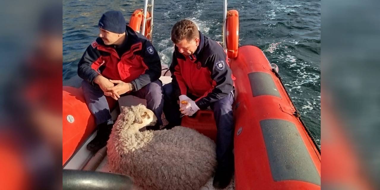 16 saat kayalıklarda mahsur kalan koyun kurtarıldı