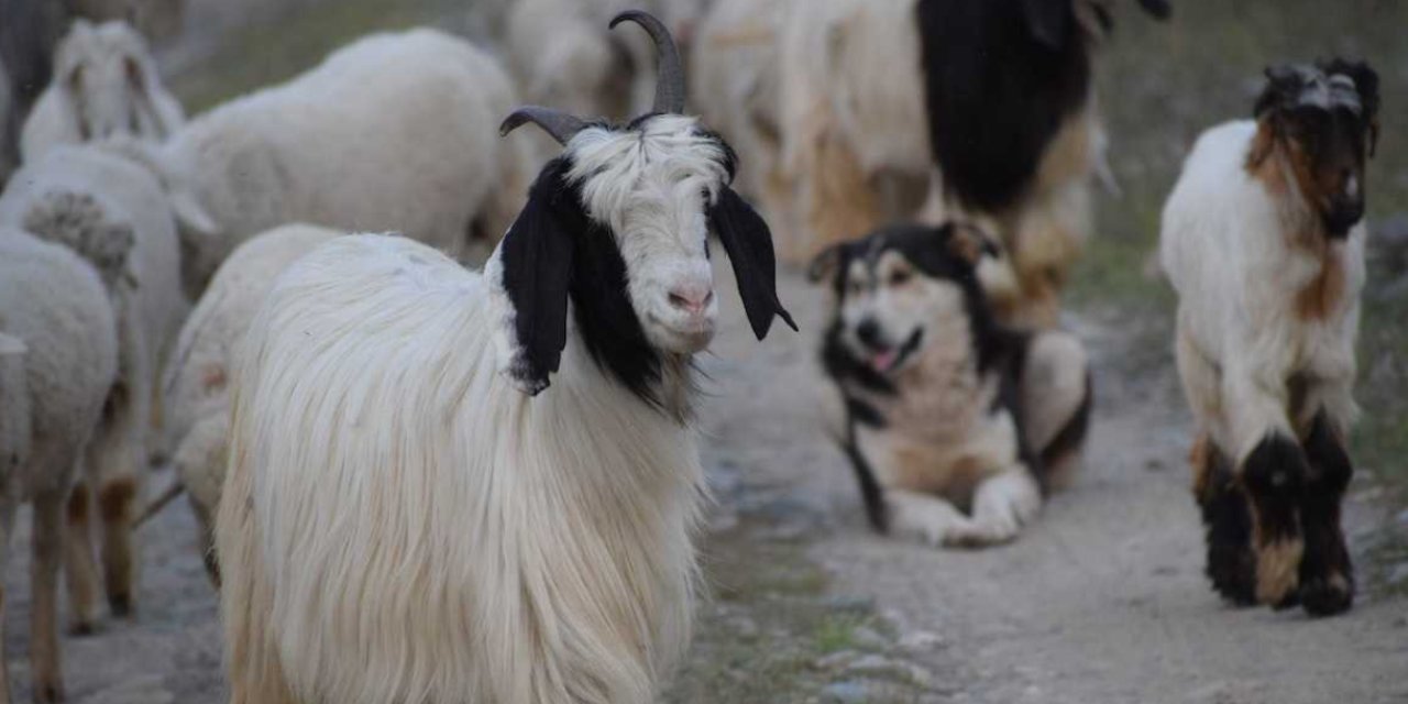 Koyunlarda çiçek hastalığı çıktı. Hayvan satışı yasaklandı
