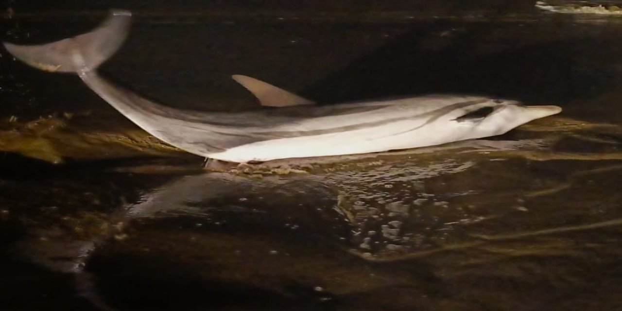 Tekirdağ'da ölü yunus karaya vurdu