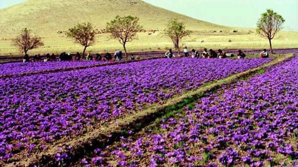 Kırmızı altın olarak biliniyor. Kilosu 450 bin lirayı bulunca yetiştirici olmak isteyenler arttı