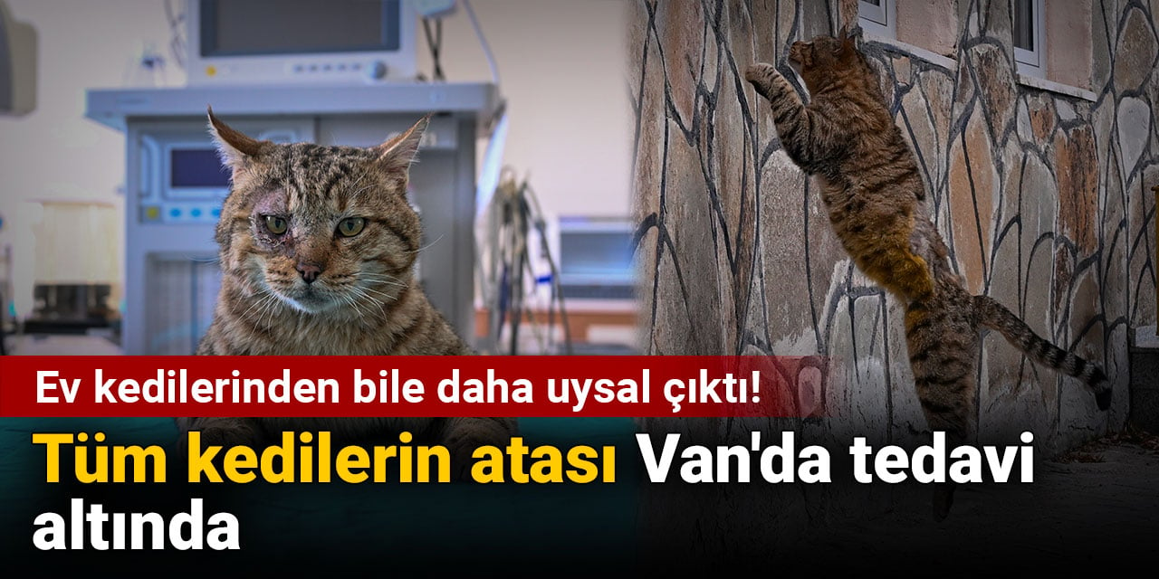 Ev kedilerinden bile daha uysal çıktı! Tüm kedilerin atası Van'da tedavi altında