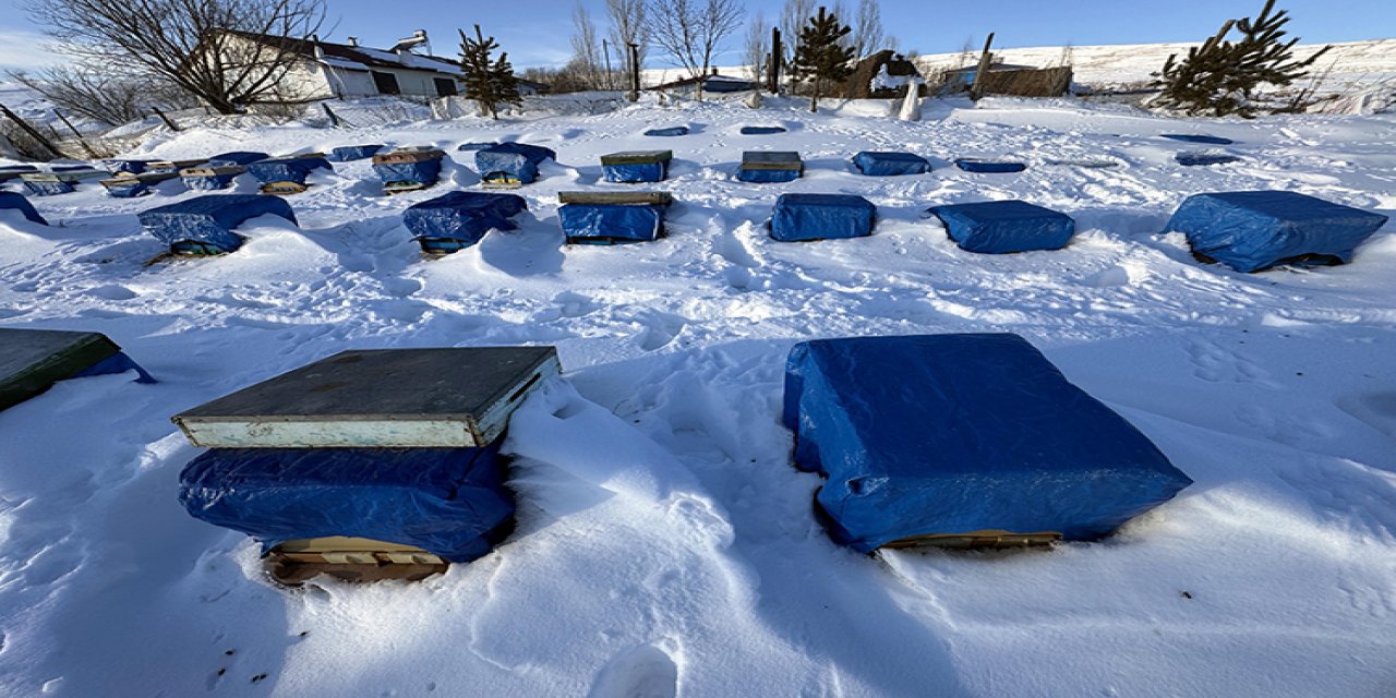 Kış uykusuna yatan arılar  bahara daha sağlıklı çıkıyor