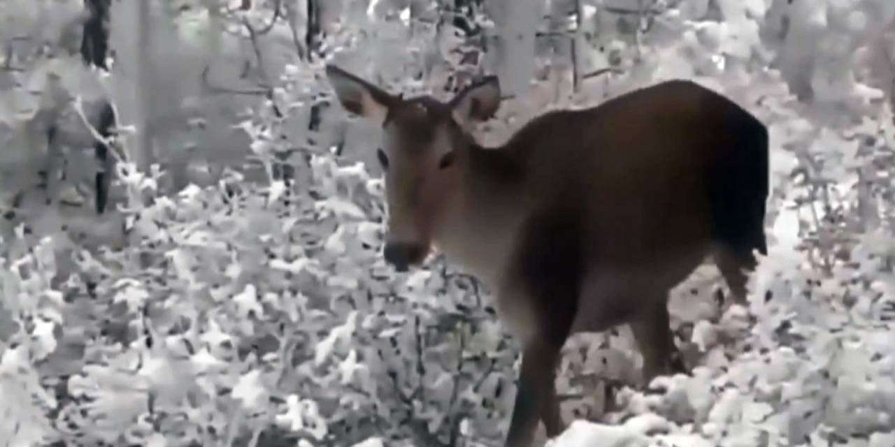 Koruma altındaki kızıl geyikler karlı ortamda görüntülendi