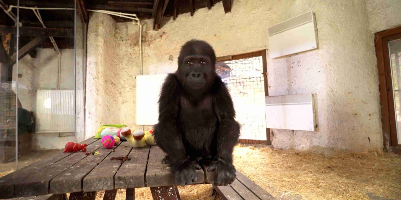 İstanbul Havalimanı'nda bulunan gorilden haber var