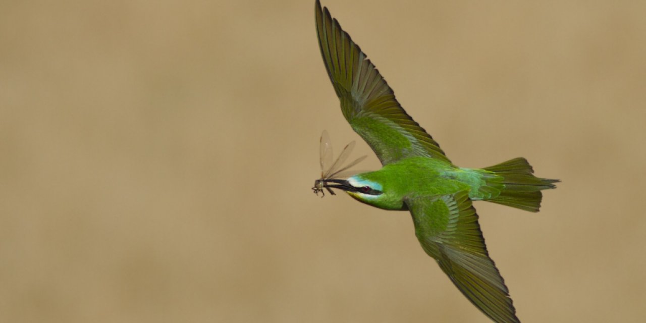 Kuş gözlemcisi Urfa'nın doğal zenginliğini çekti