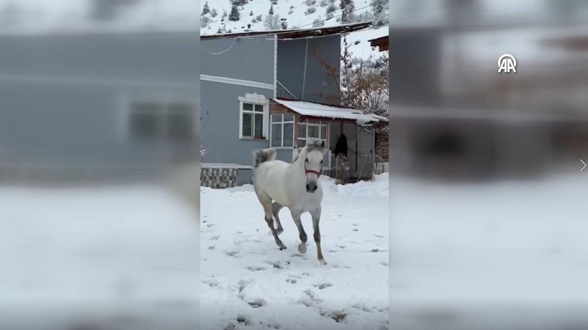 Bayburt'ta ismiyle çağrılınca sahibine giden at sosyal medyada beğeni topladı