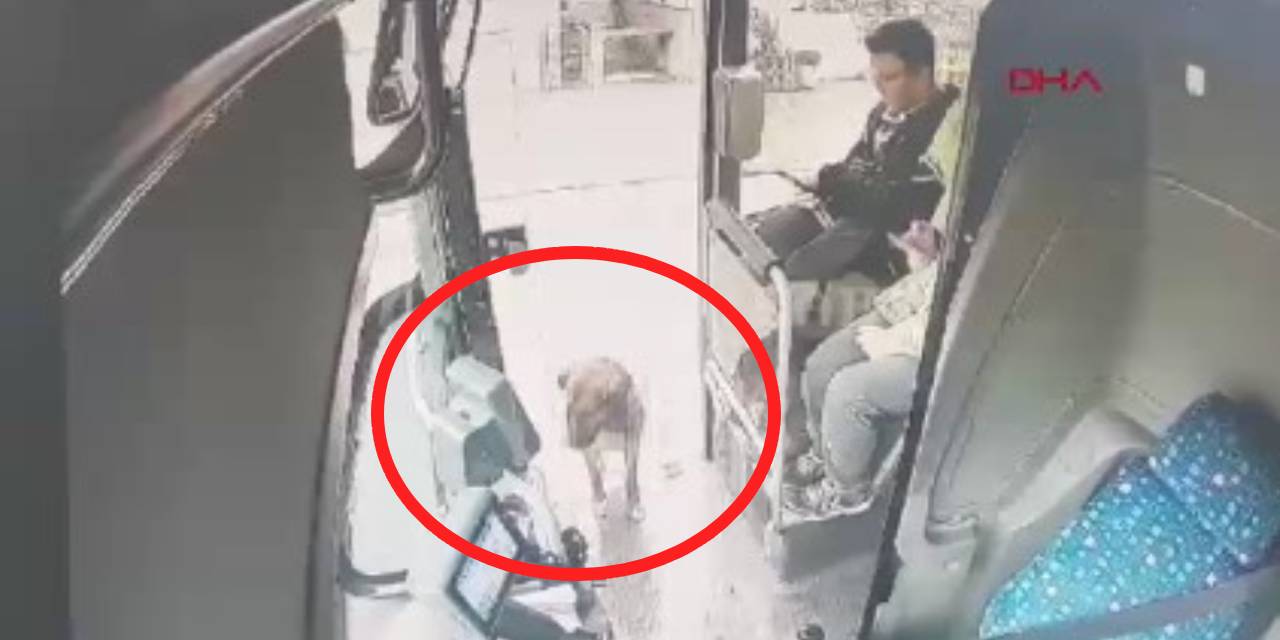 Yağmurdan ıslanan köpek, durağa yanaşan otobüse bindi