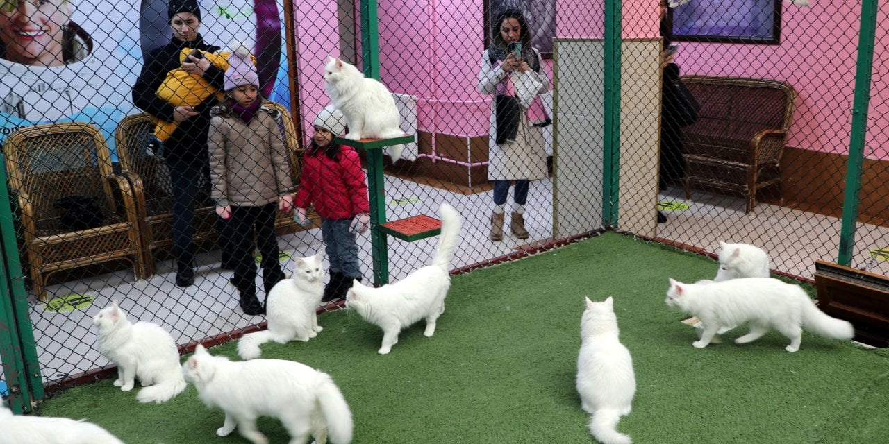 Van Kedi Villası’na 200 bin ziyaretçi