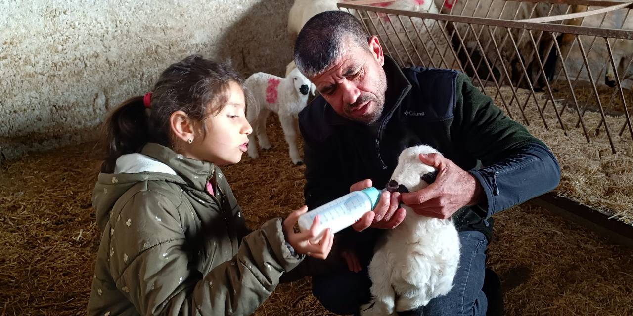 Annesinin reddettiği felçli kuzuyu biberonla besliyorlar
