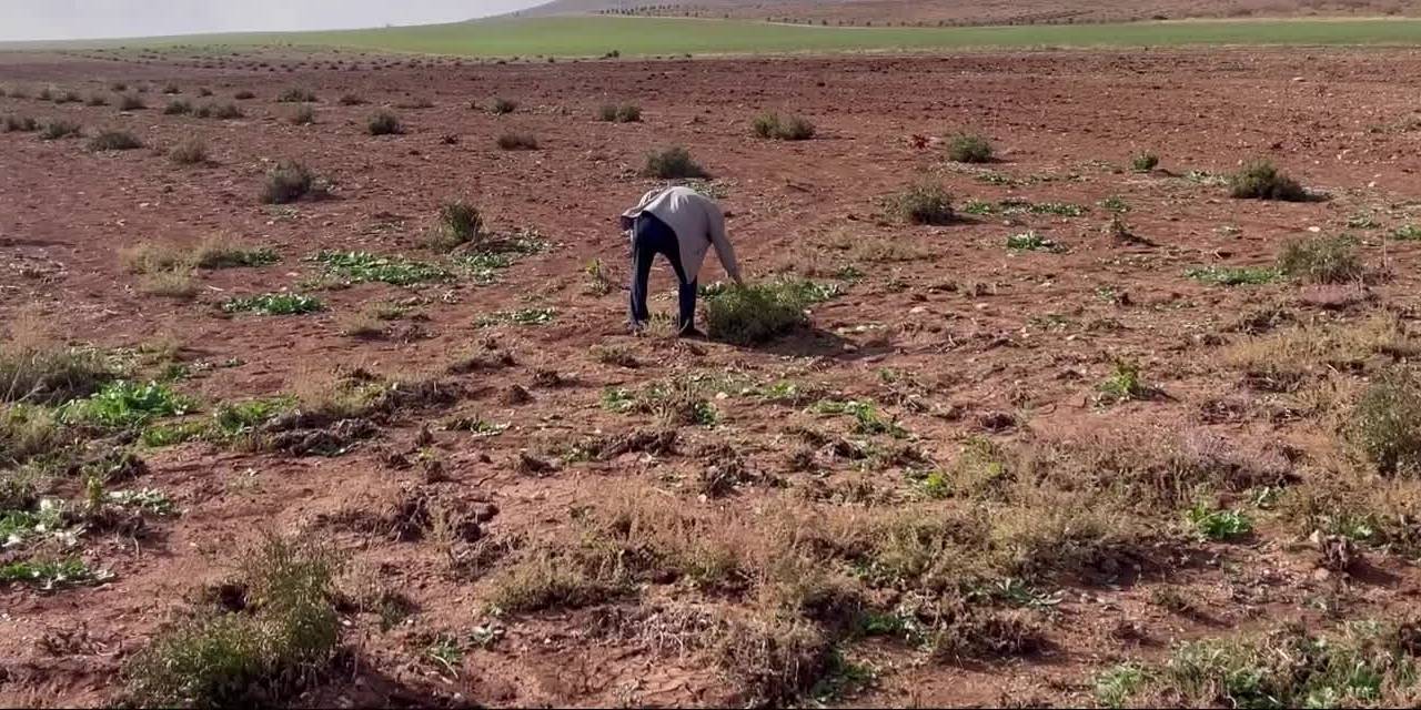 Susuz yetişiyor. Tadı diğerlerine benzemediği için koruma altına alındı