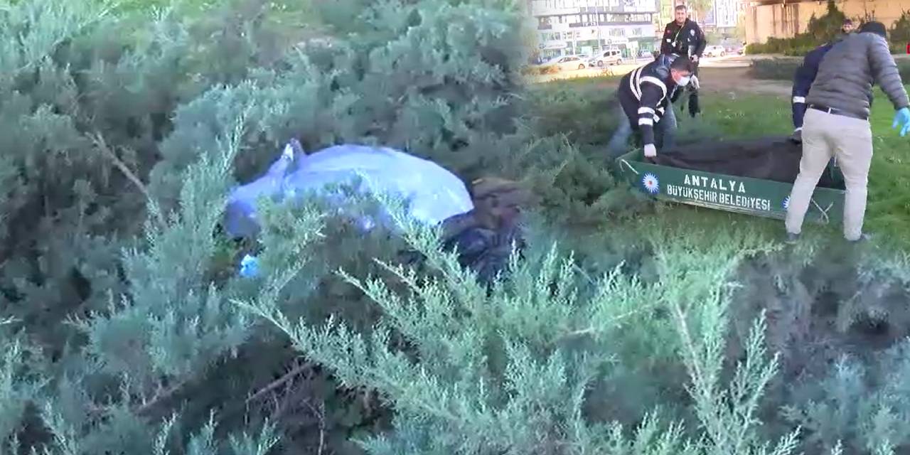 Çalılıklar arasında ölü bulundu