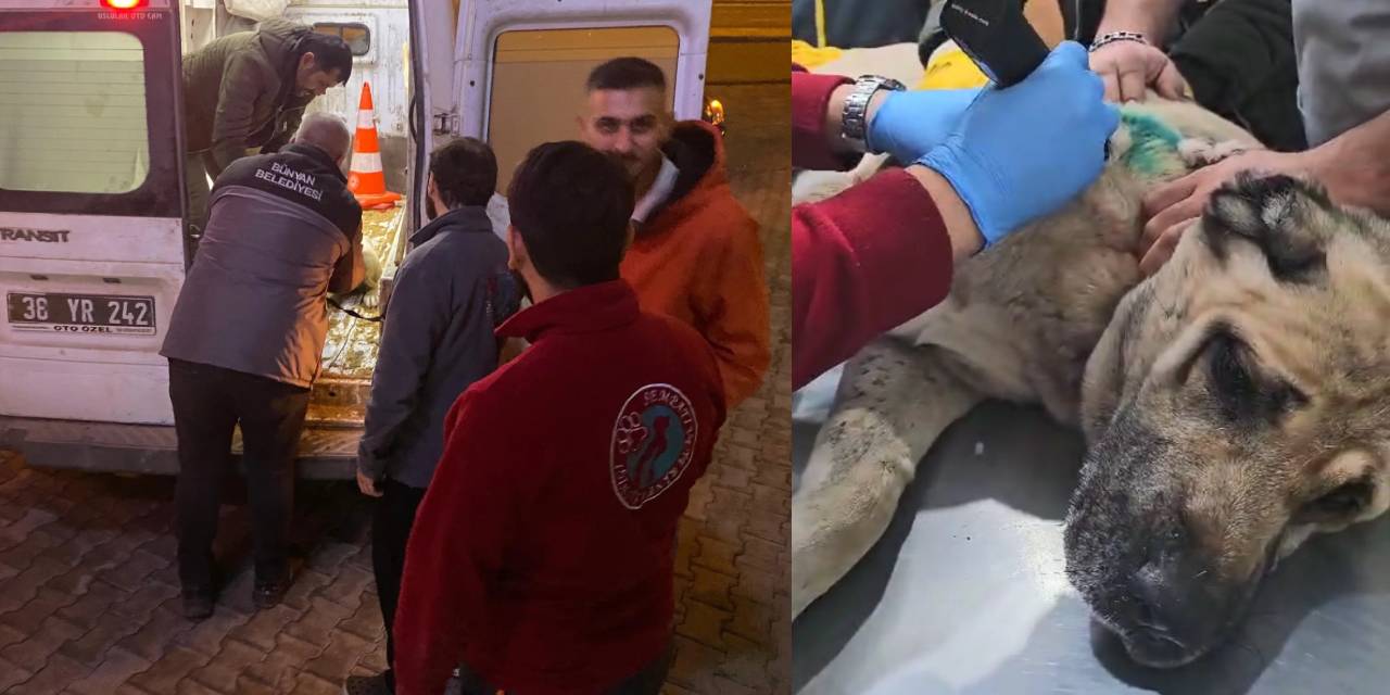 Kayseri'de silahla vurulan köpek tedavi altına alındı