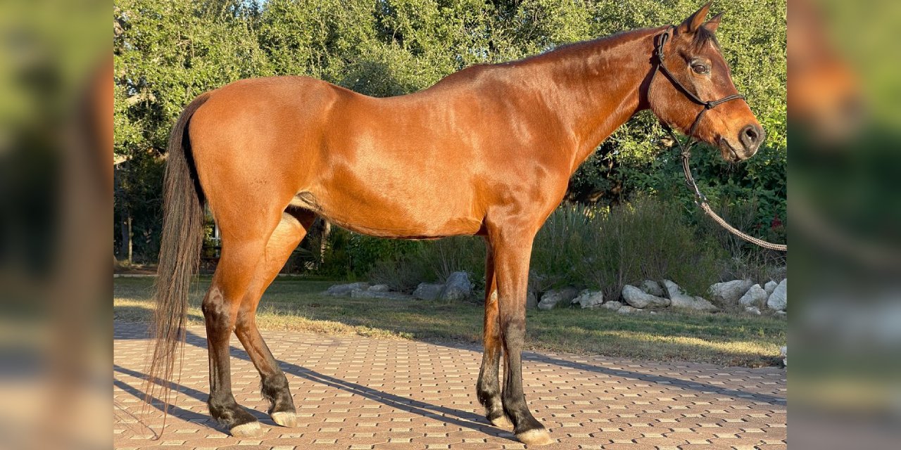 Dünyanın en yaşlı atı hayata gözlerini yumdu