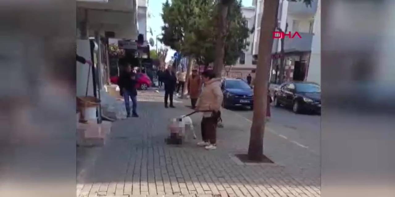 Avcılar'da kediyi öldüren pitbullun sahibi gözaltına alındı