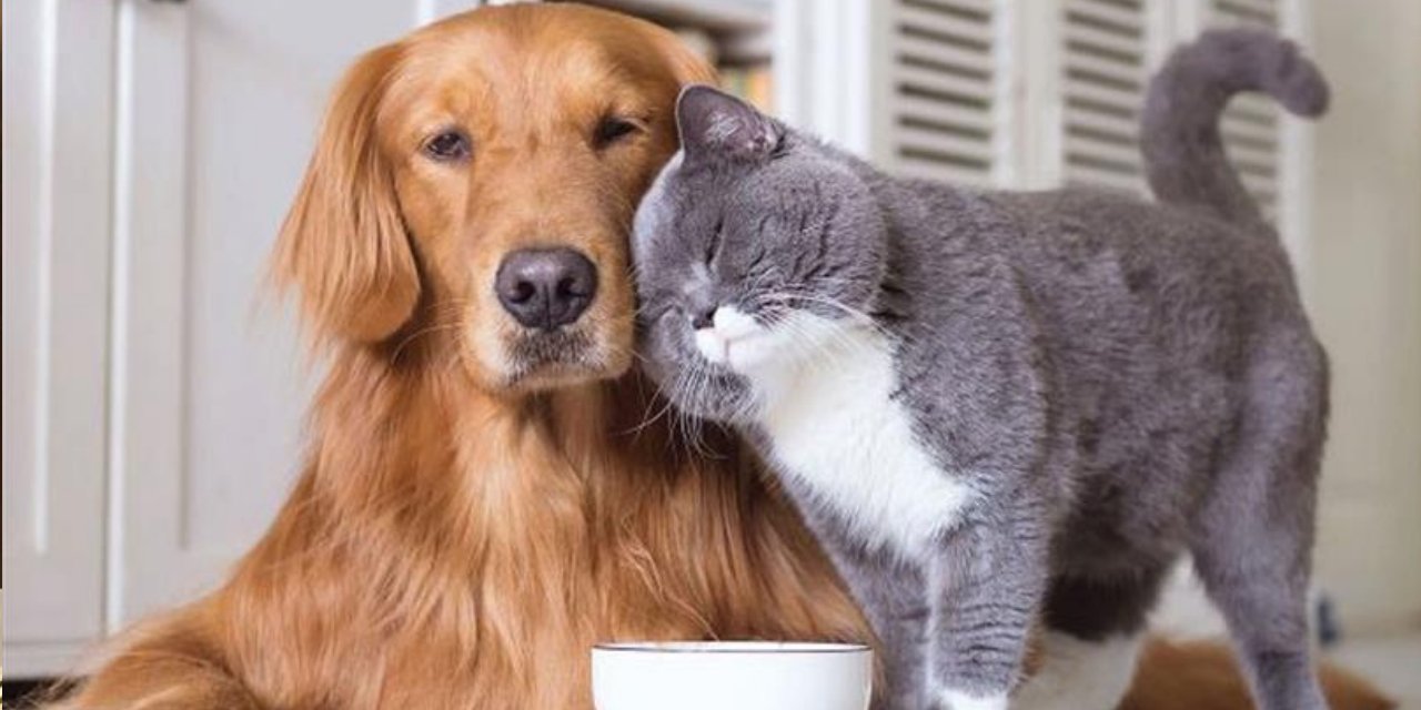 Milano'da belediyeden dikkat çeken evcil hayvan kararı. Artık yasallaştı