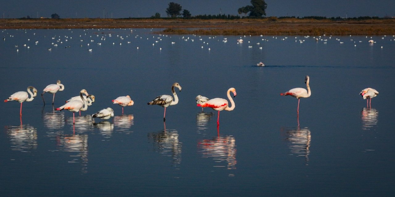 Lagünler göçmen kuşlara mola noktası oldu