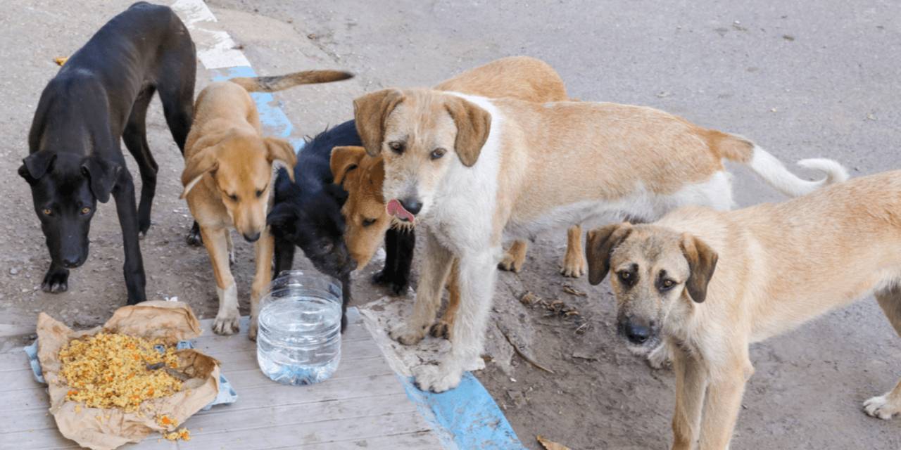 Muhtar köyde yaşayan köpekleri zehirledi