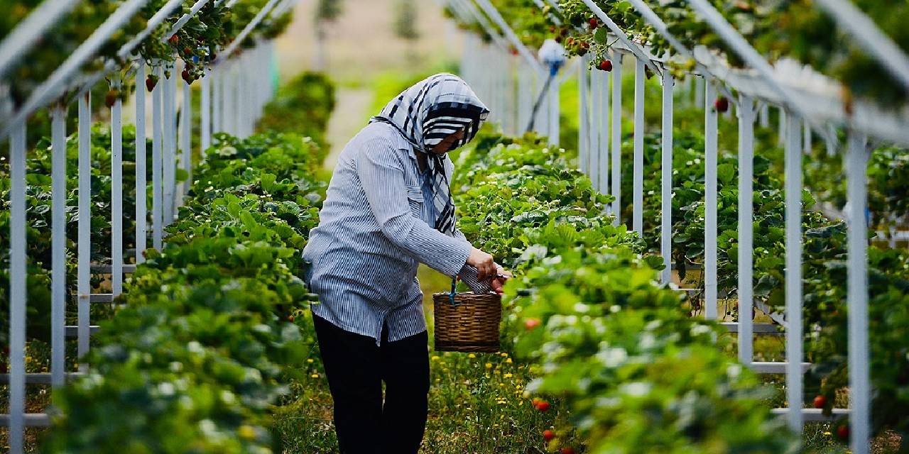 Yılın 12 ayı durmadan hasat ediliyor. Fiyatı 400 liraya çıktı tanesi 15 liradan satılıyor
