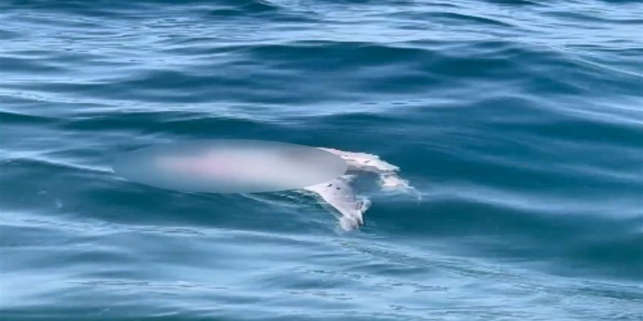 Kınalıada açıklarında görüntülenen yunusun 'yavru öldürme' davranışı bilimsel makaleye konu oldu