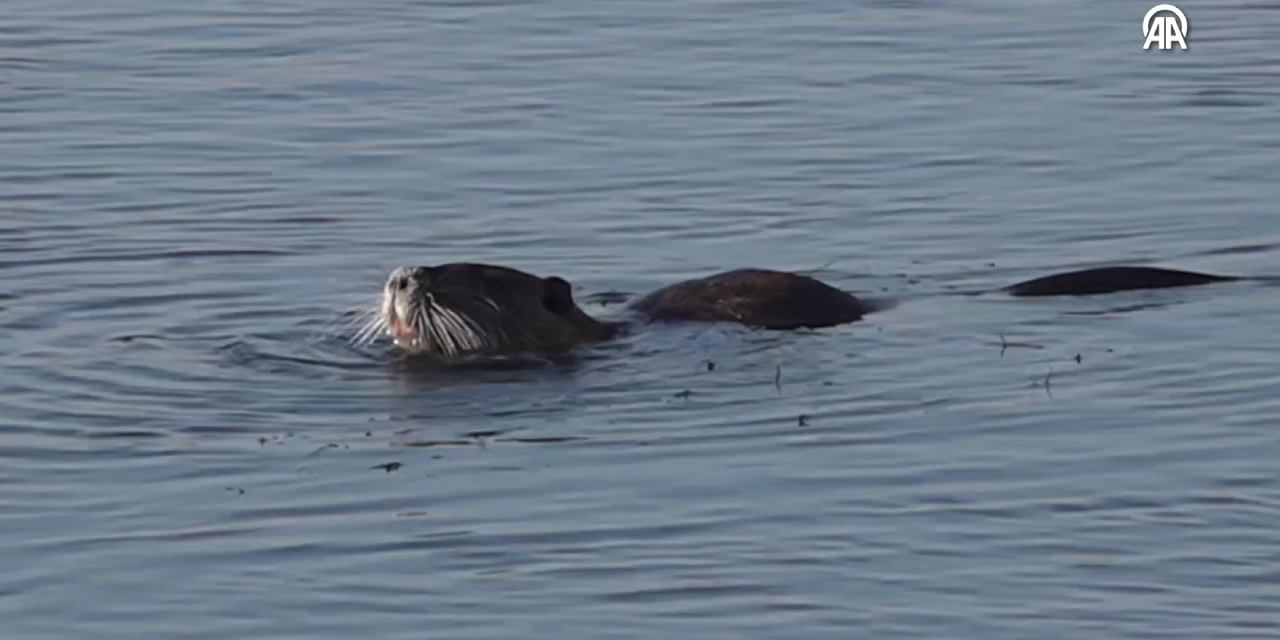 Su maymunları Ağrı Dağı'nın eteklerinde beslendi
