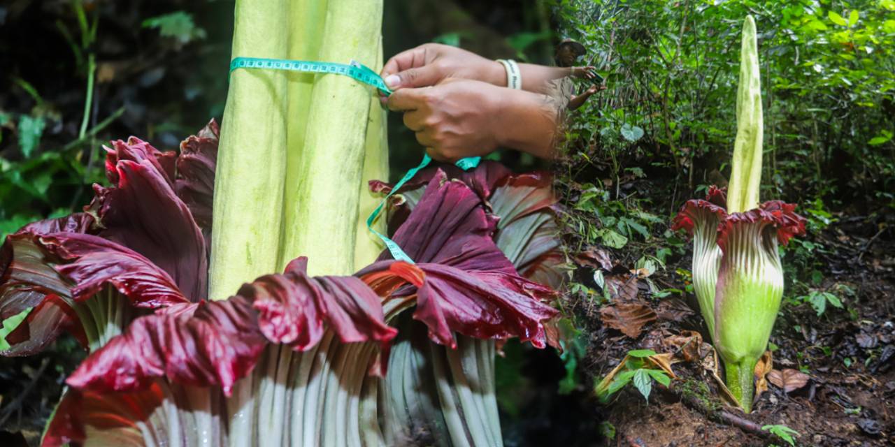 Devasa boyutta açan 'Ceset çiçeği' leş kokuyor