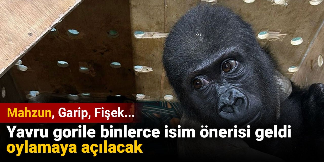 Yavru gorile binlerce isim önerisi geldi oylamaya açılacak:  Mahzun Garip Fişek...