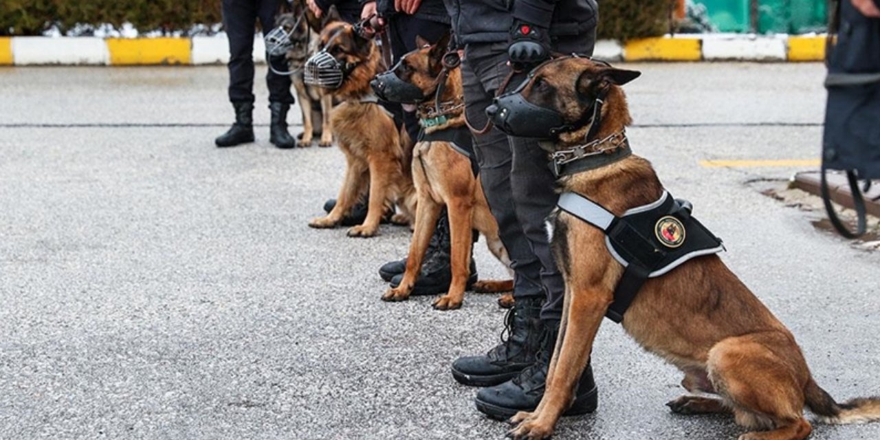Narkotik köpeğinin burnundan kaçamadı