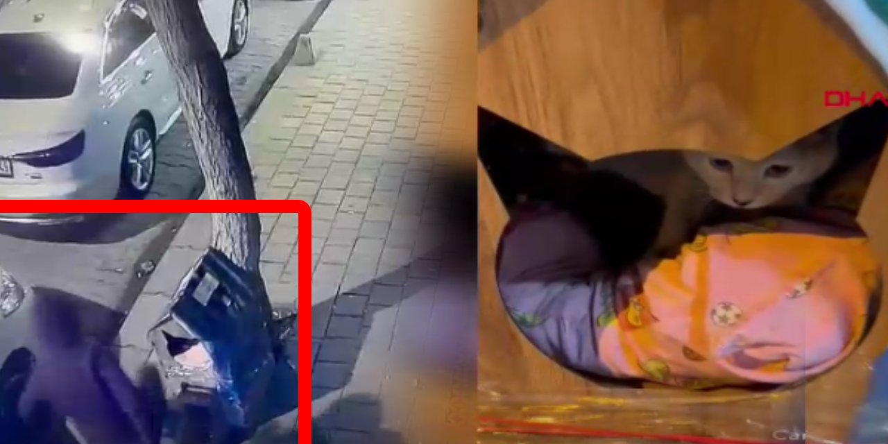 Kaldırımdaki kedi evini tekmeledi