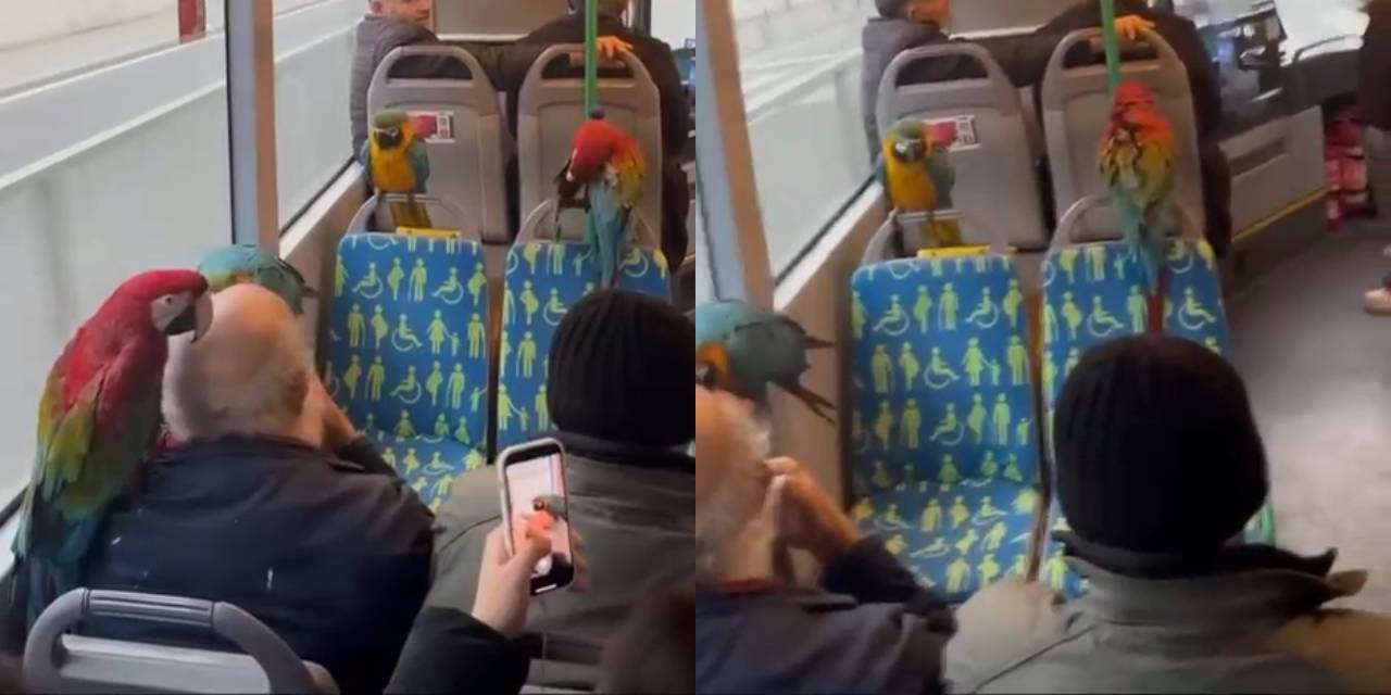 Üsküdar'da İETT otobüsüne 4 papağanı ile bindi