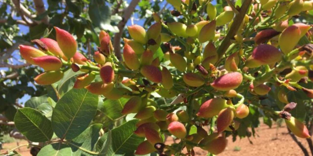 Üreticiler Suriye kararına tepkili: Bizden alın