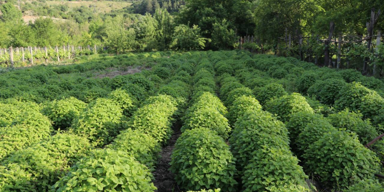 Kilogram fiyatı 600 bin lira. Üreticisine çok kazandırdı
