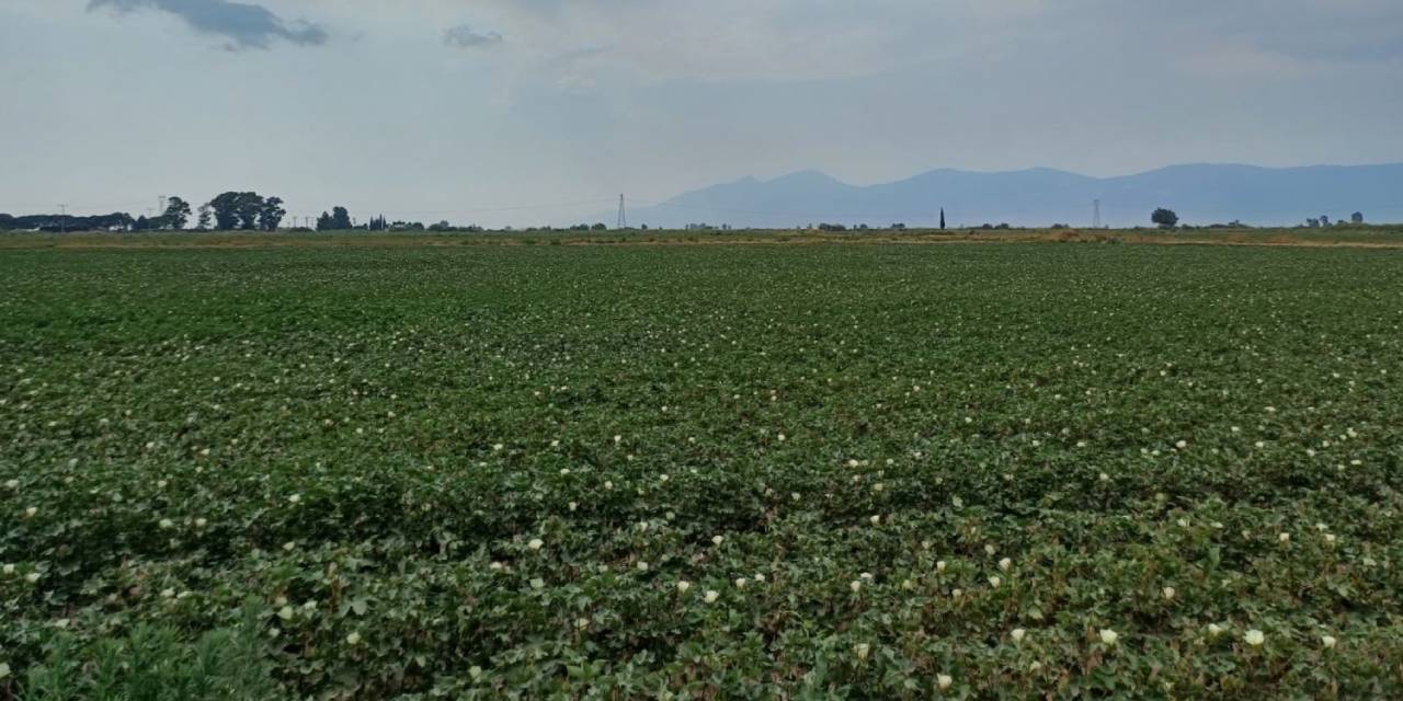 Şanlıurfa Adana'yı geçti. İki yeni çeşidin ismi belli oldu