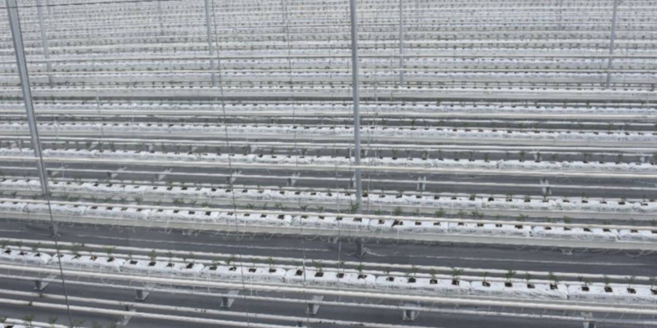 Buharda 2 ayda yetişiyor. Almanya, Fransa almak için şimdiden sıraya girdi