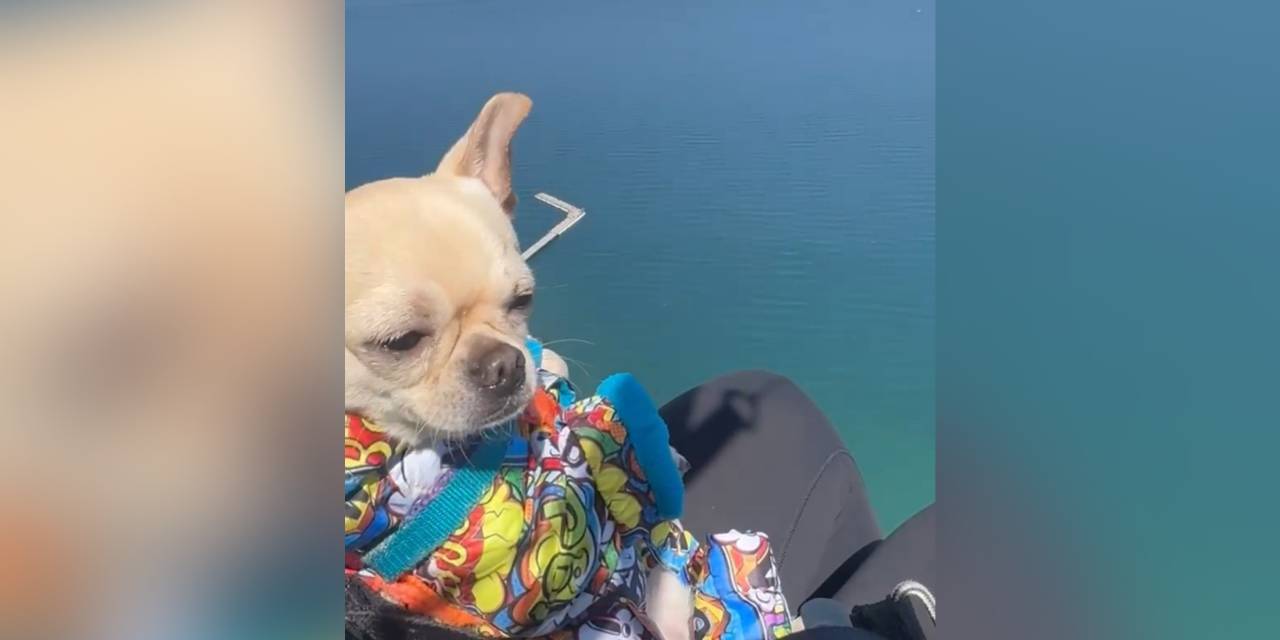 Köpek Kaju, yamaç paraşütü yaptı