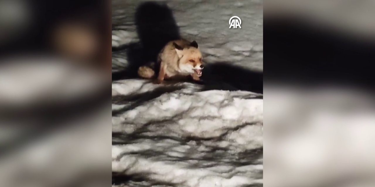 Tilkinin şeker krizi berberde son buldu