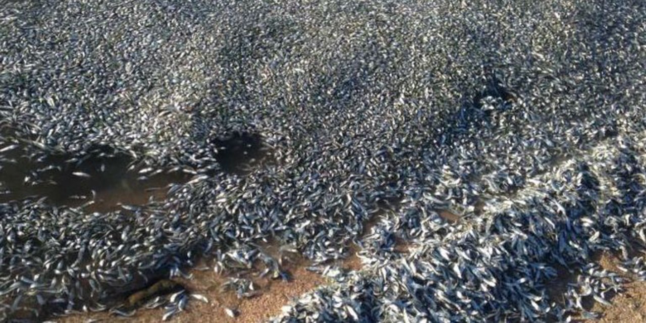 30 bin balık kıyaya vurdu! 9 kilometrelik kıyamet görüntüleri