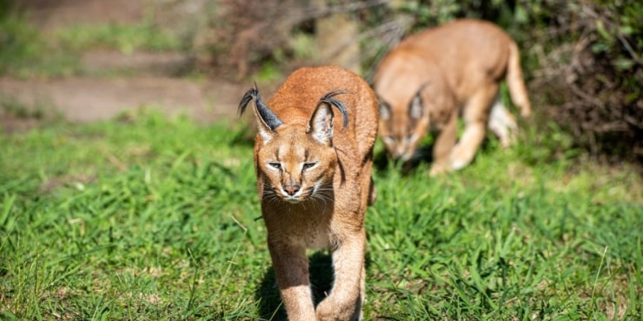 Karakulak avlayan kişiye 611 bin lira ceza kesildi