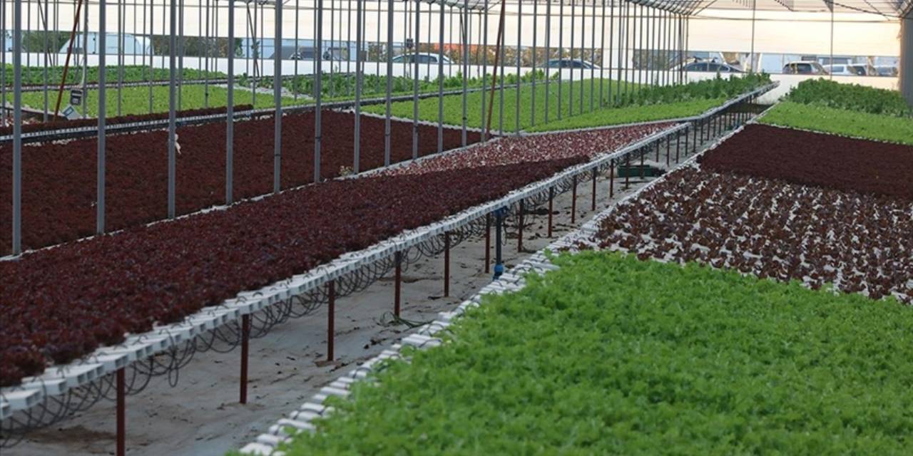 Ekim ayında ekildi ocakta hasat edildi. Kış ortasında yetişmesi toprak altından çıkan kaynak sayesinde