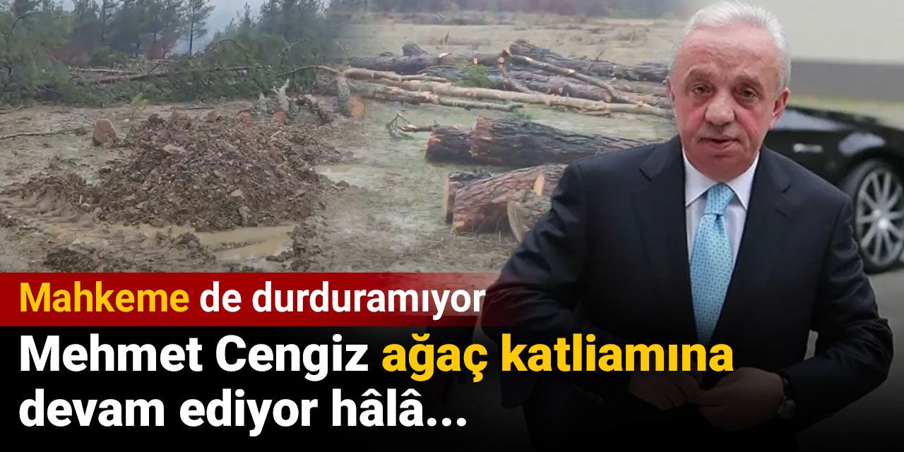 Mahkeme de durduramıyor. Mehmet Cengiz ağaç katliamına devam ediyor hala