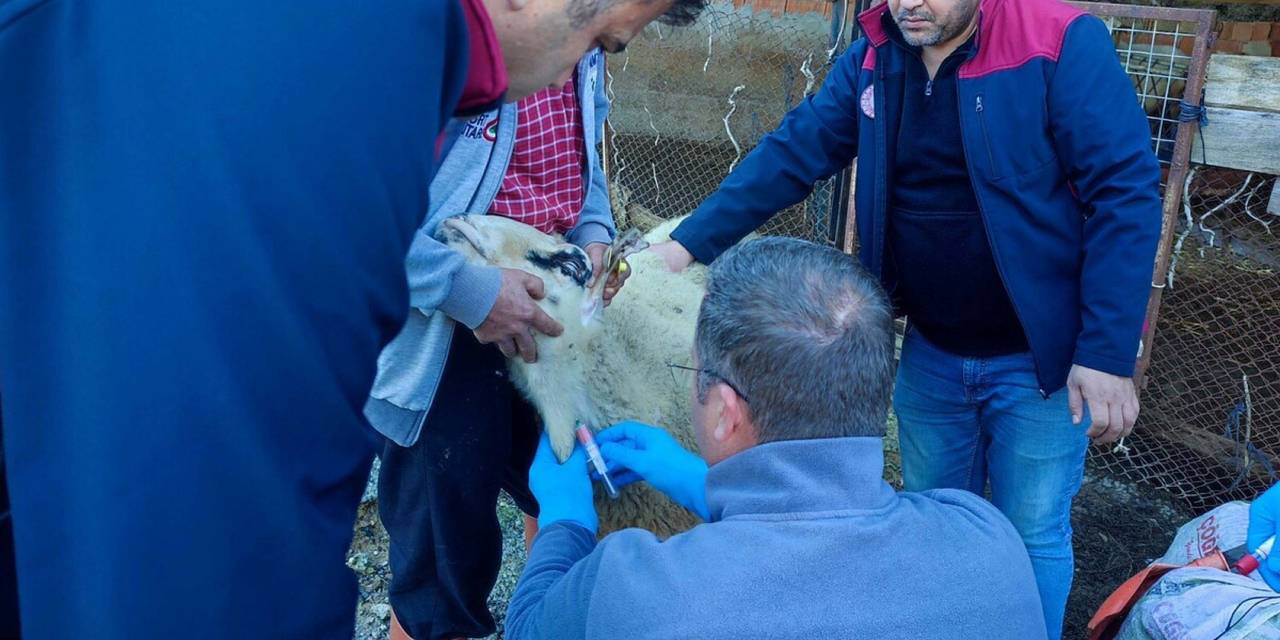 Anormal doğum yapan kuzularda bu hastalık tespit edildi