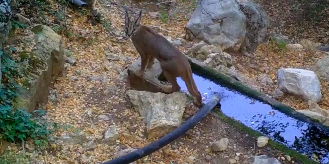Nesli tehlike altındaki karakulaklar fotokapanlara yansıdı