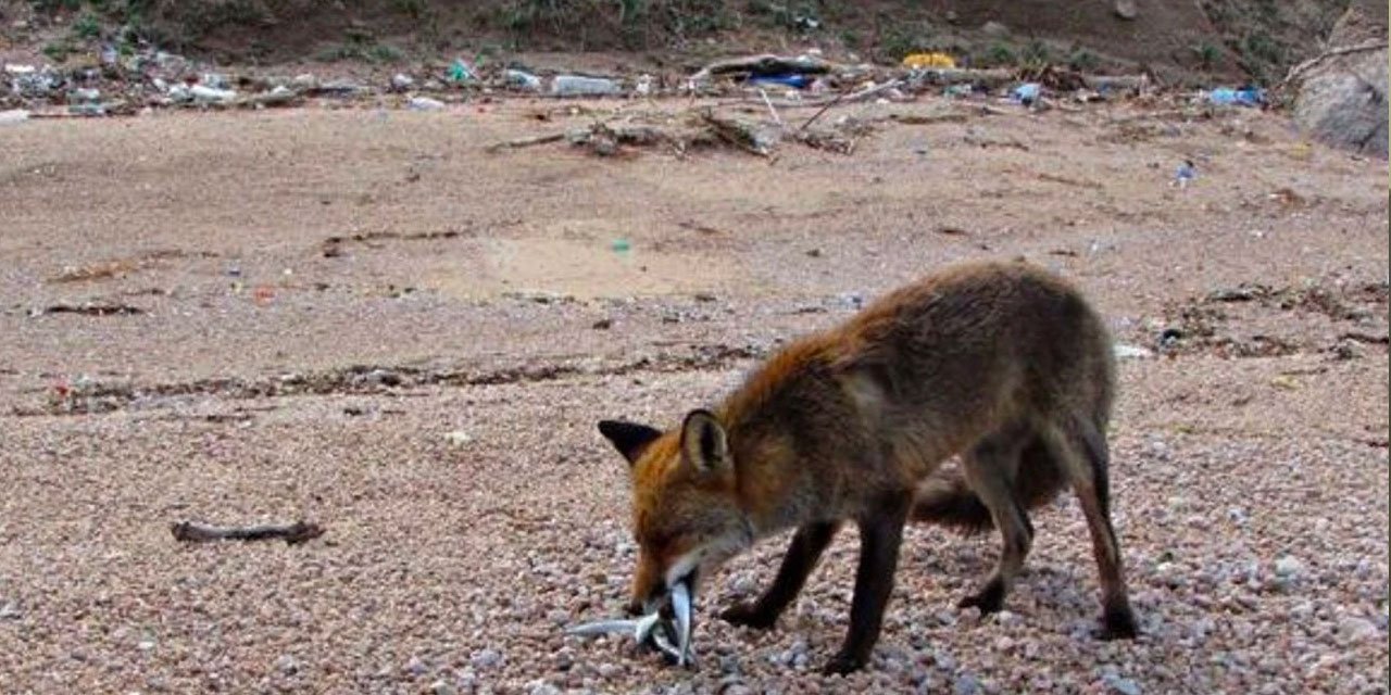 Çanakkale'de aç kalan tilkiyi balıkçılar besledi
