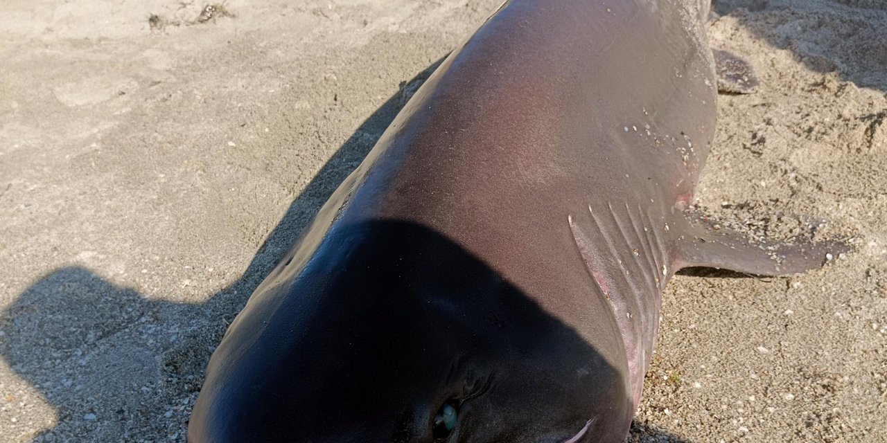 Tekirdağ'da 200 kiloluk köpek balığı