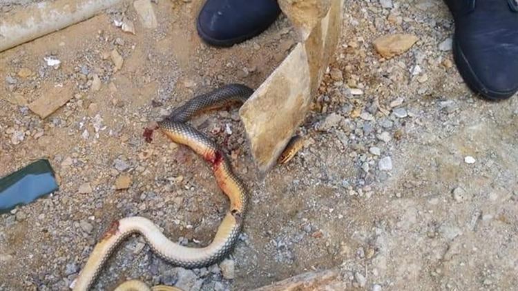 "Yılanla dans" diyerek paylaştı Sosyal medya ayağa kalktı