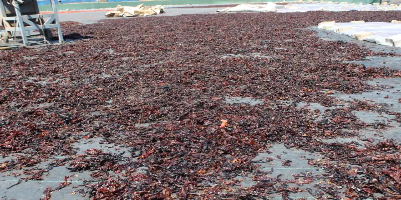 Şanlıurfa'dan 101 ülkeye ihraç ediliyor. Tadını alanlar bu lezzetten vazgeçemiyor