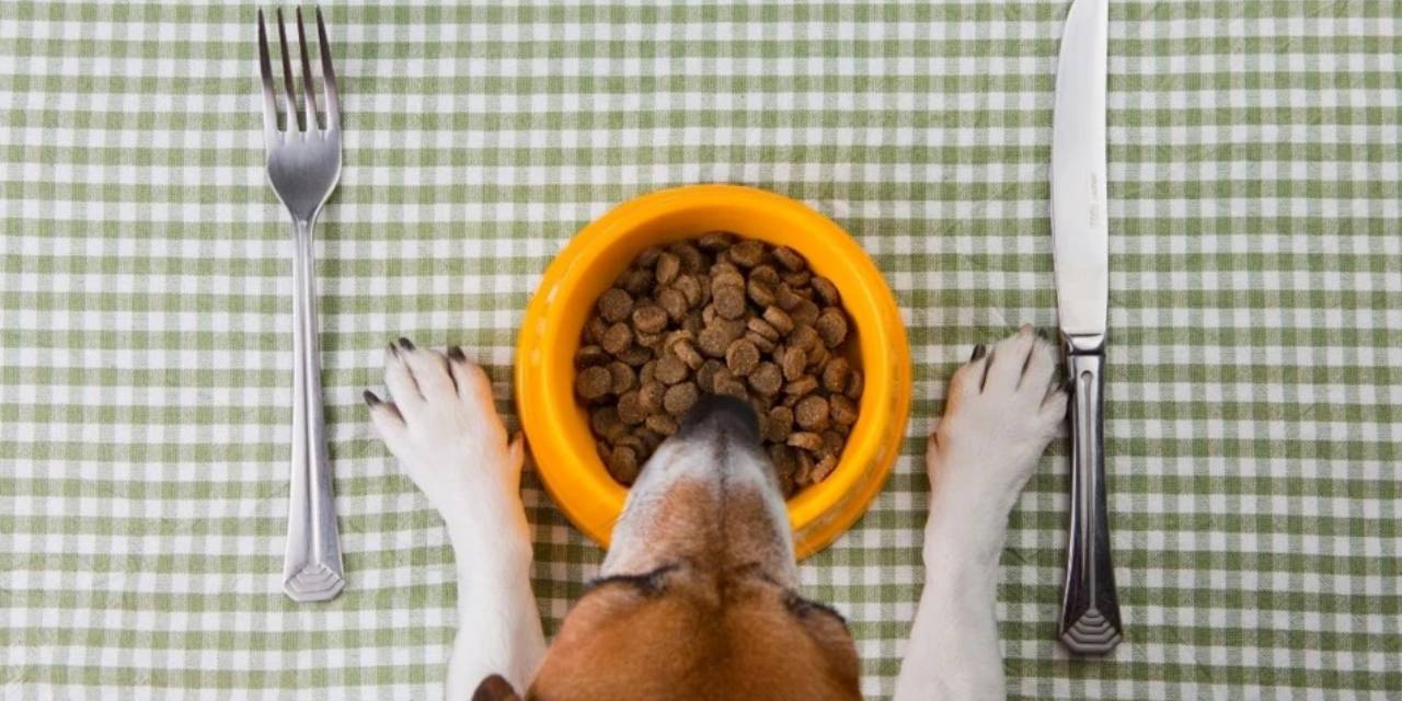 Evcil hayvan besleyenler dikkat! İnsanlar için de tehlikeli: Mamalarda virüs çıktı