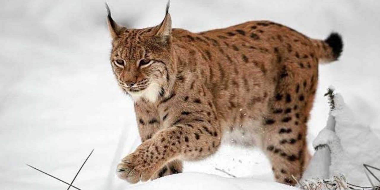 Vaşak şehre inip gezdi: Bayburtlular göremedi