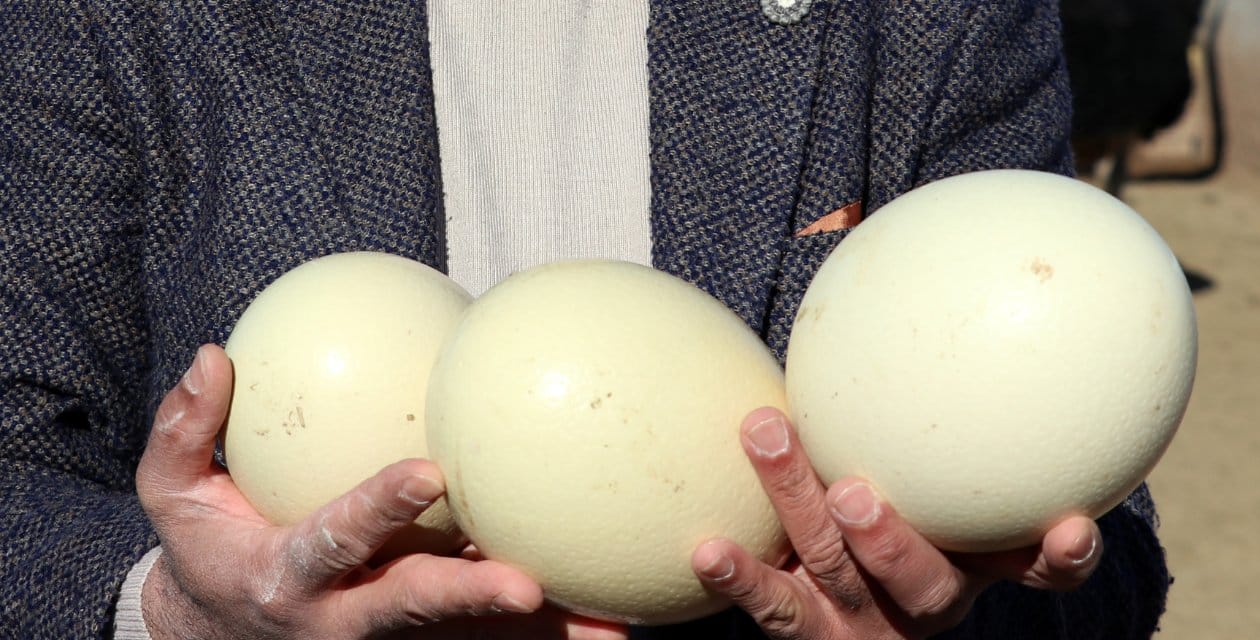 Bu yumurta tam 25 tavuk yumurtasına denk geliyor