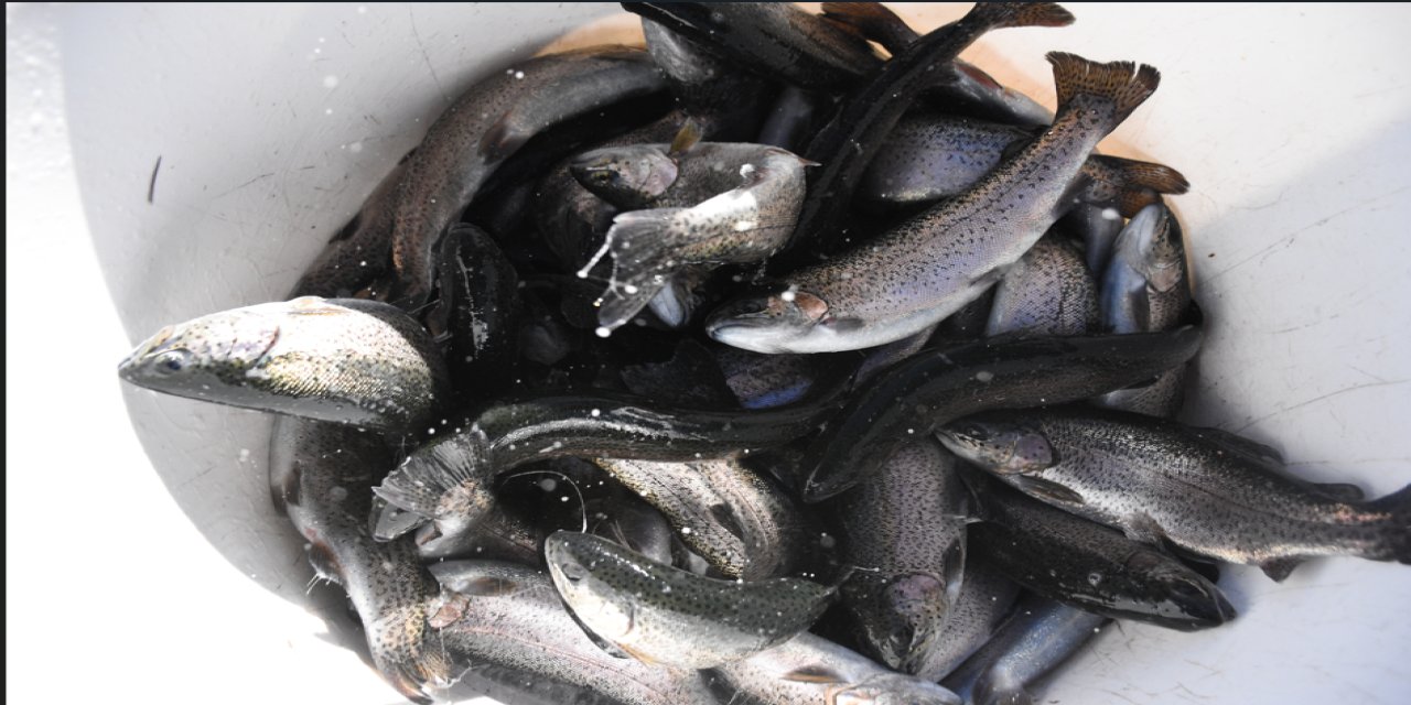 Küçük bir köyde başlayan yolculuk Avrupa sofralarında yerini aldı